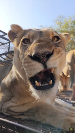 Excursions Sénégal Réserve de Bandia et rencontre avec les lions - Image 11