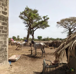 Excursions Sénégal Brousse, villages et Îles du Saloum - Image 3