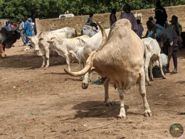 Excursions Sénégal Brousse, villages et Îles du Saloum - Image 7