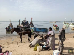 Excursions Sénégal Arrivée des pêcheurs à Mbour - Image 3