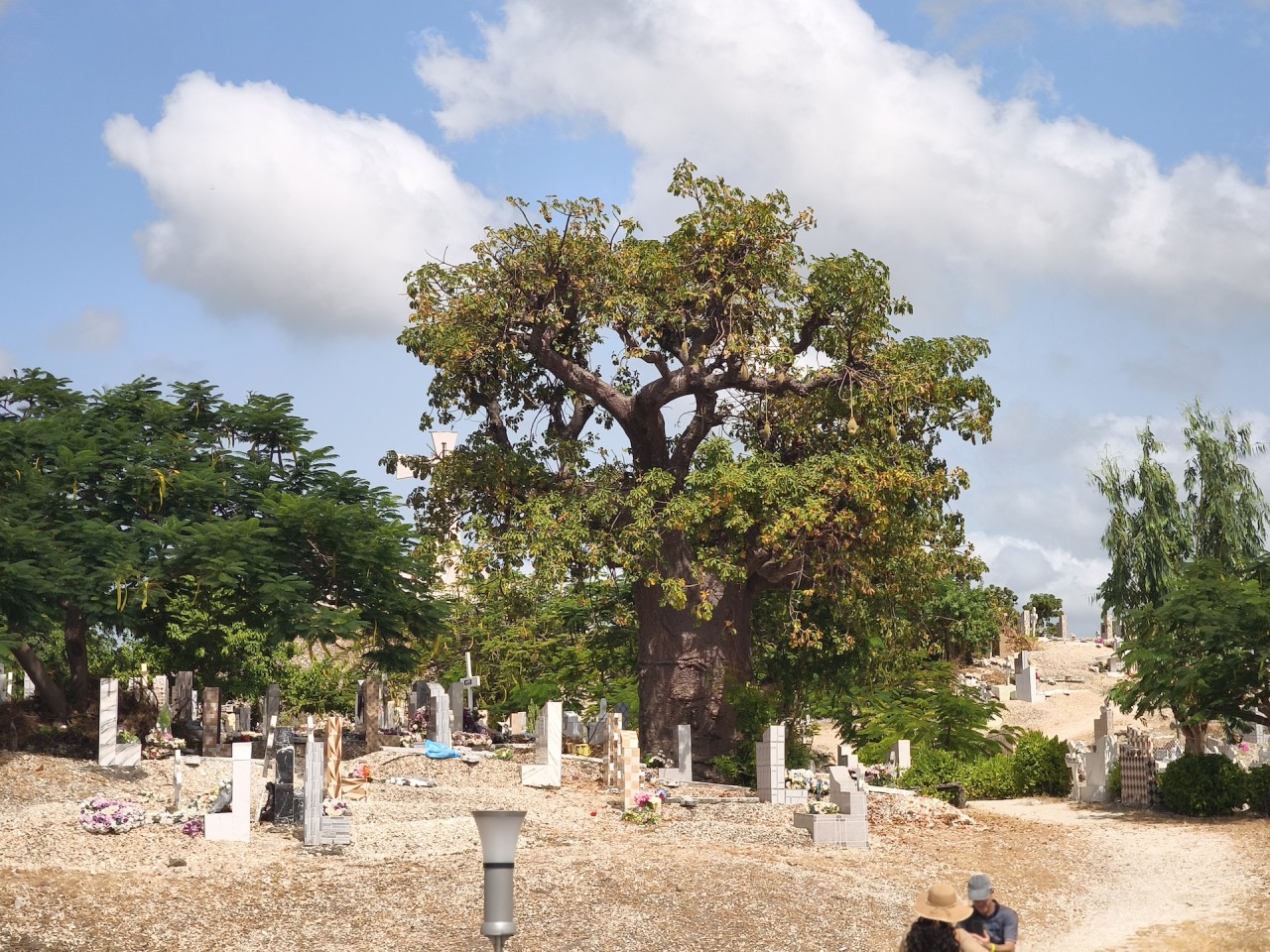 Image L'Île aux Coquillages : Sur les traces de Senghor