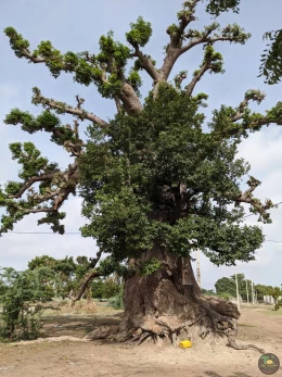 Excursions Sénégal Brousse, villages et île aux coquillages - Image 1